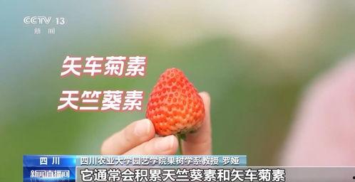 草莓国产在线视频,尽享田园风光与美味果实