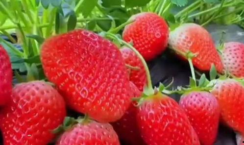 草莓国产在线视频,尽享田园风光与美味果实
